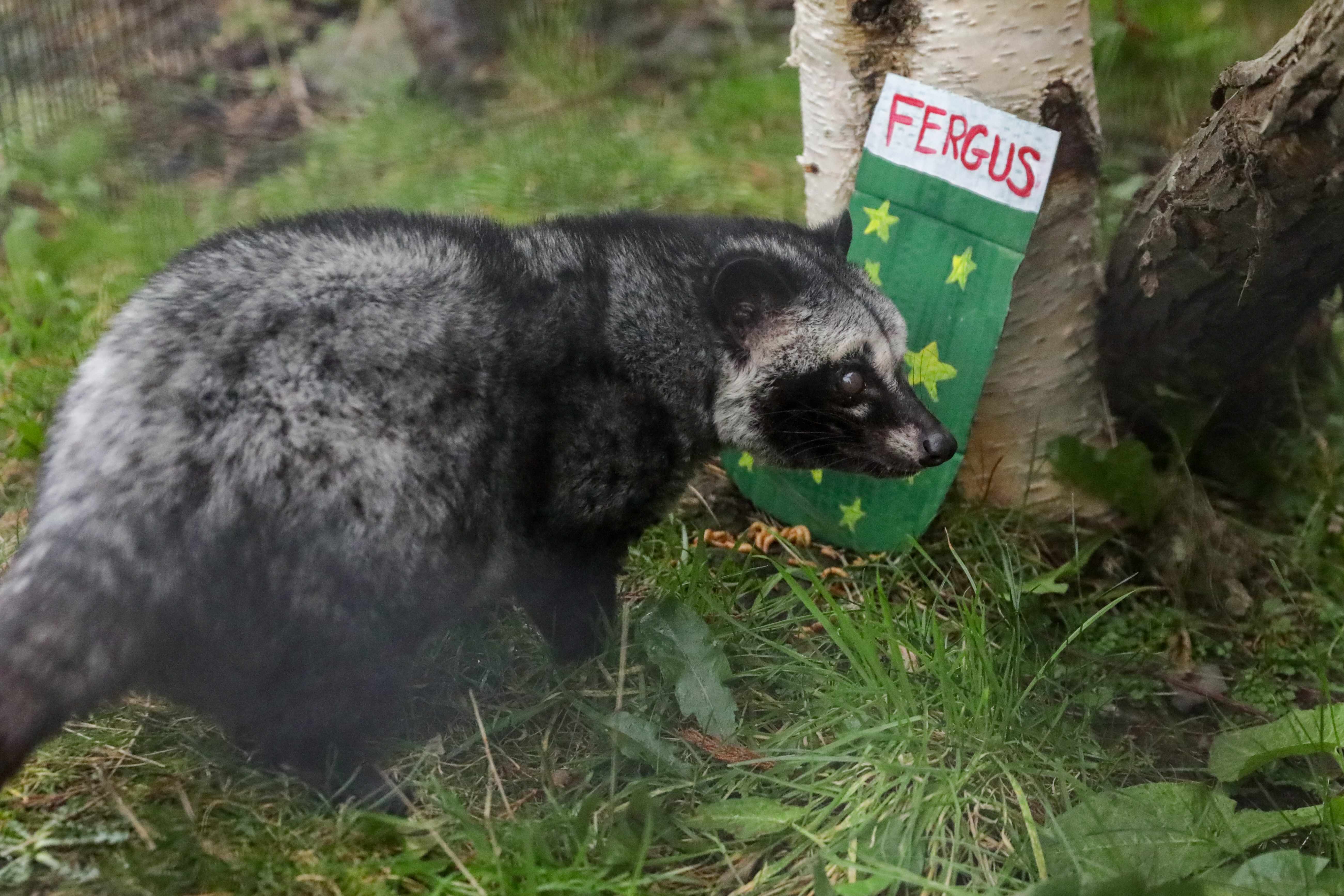 Palm civet enjoying christmas stocking IMAGE RLF 2024